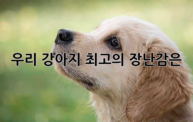 우리 강아지, 최고의 장난감은? 🐶